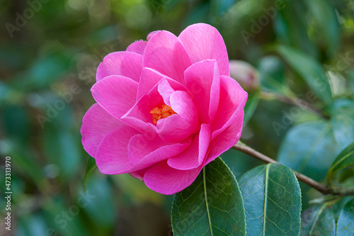 Closeup of a pink Camellia Phyl Doak flower against an out of focus background photo