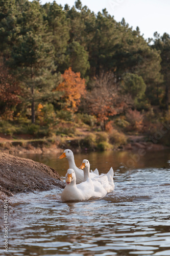 Ducks lined up in a lake. A beautiful autumn background.