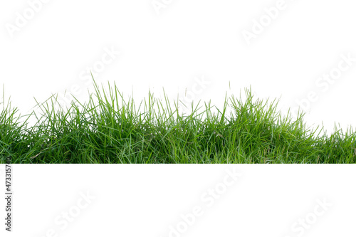 Green Grass Border isolated on white background.The collection of grass.(Manila Grass)The grass is native to Thailand is very popular in the front yard.