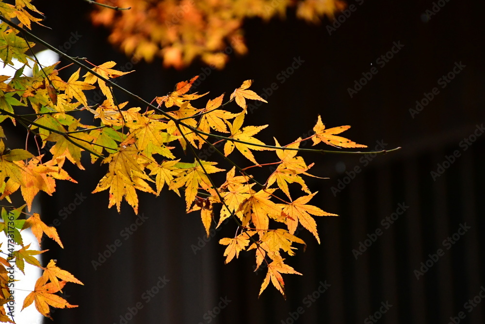 紅葉 紅葉