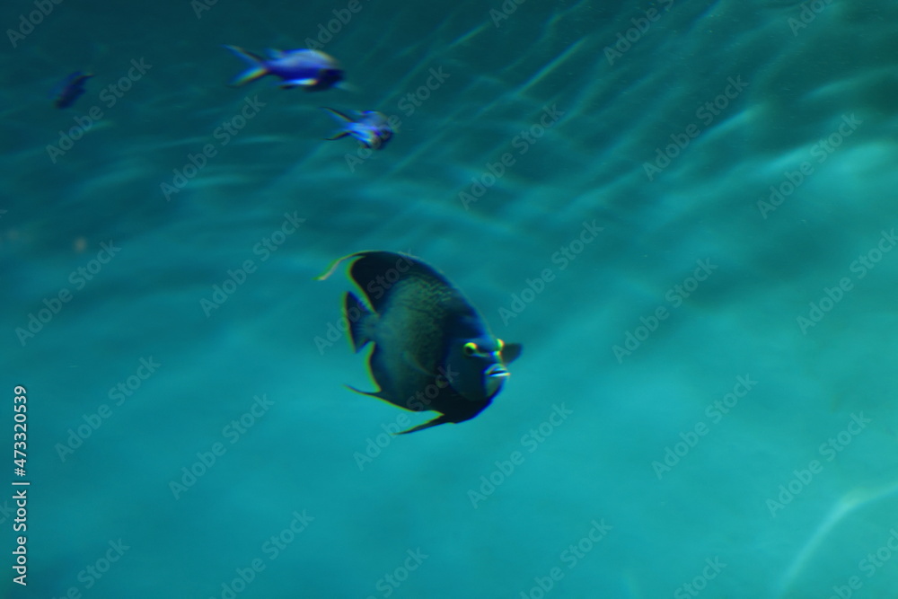 Fototapeta premium 水中の魚