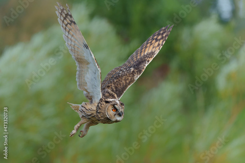 Beautiful long-eared owl (Asio otus) flying over an open spot in the forest of Gelderland in the Netherlands with a green background .       