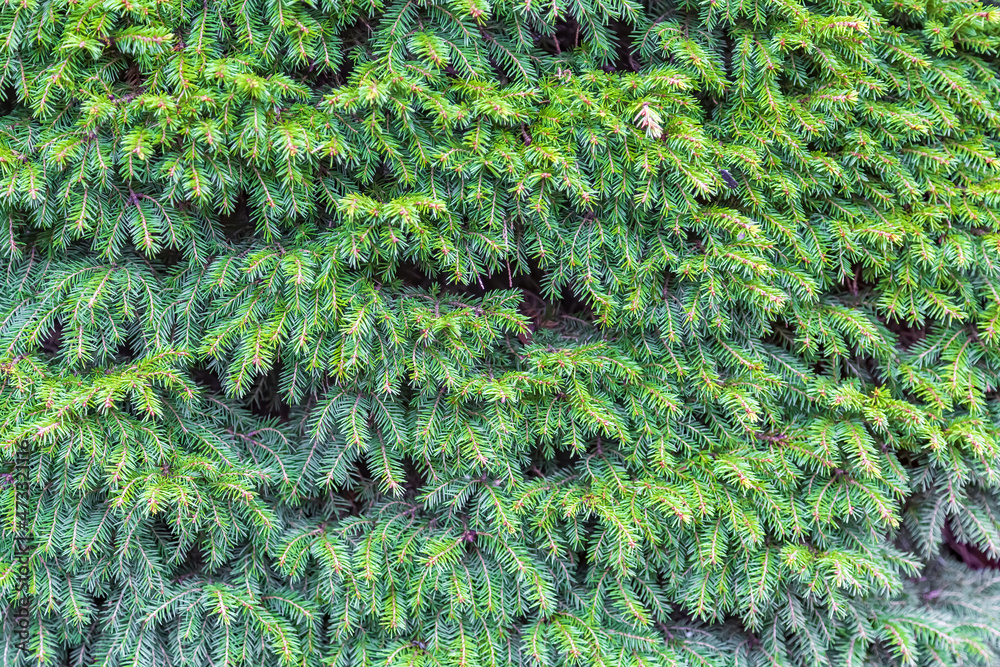 Fluffy textured leaves of evergreen coniferous tree Fluffy textured leaves of evergreen coniferous tree