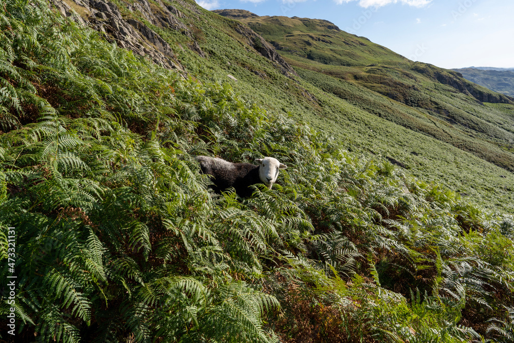 Herdwick sheep in bracken on the mountain