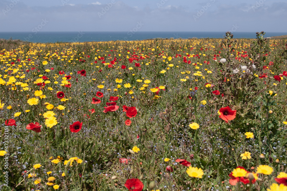field of poppies overlooking the ocean field of poppies overlooking the ocean