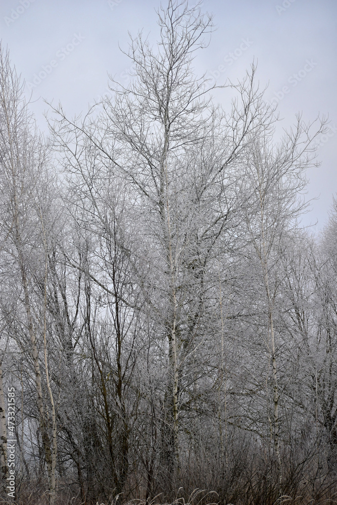 A tall tree covered with frost. A tall tree covered with frost.