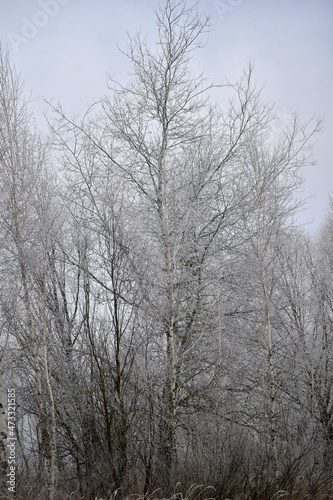 A tall tree covered with frost.