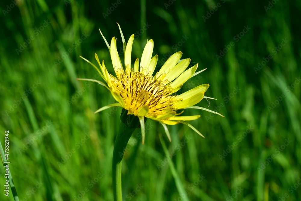 Yellow flower in full bloom in autumn. Yellow flower in full bloom in autumn.