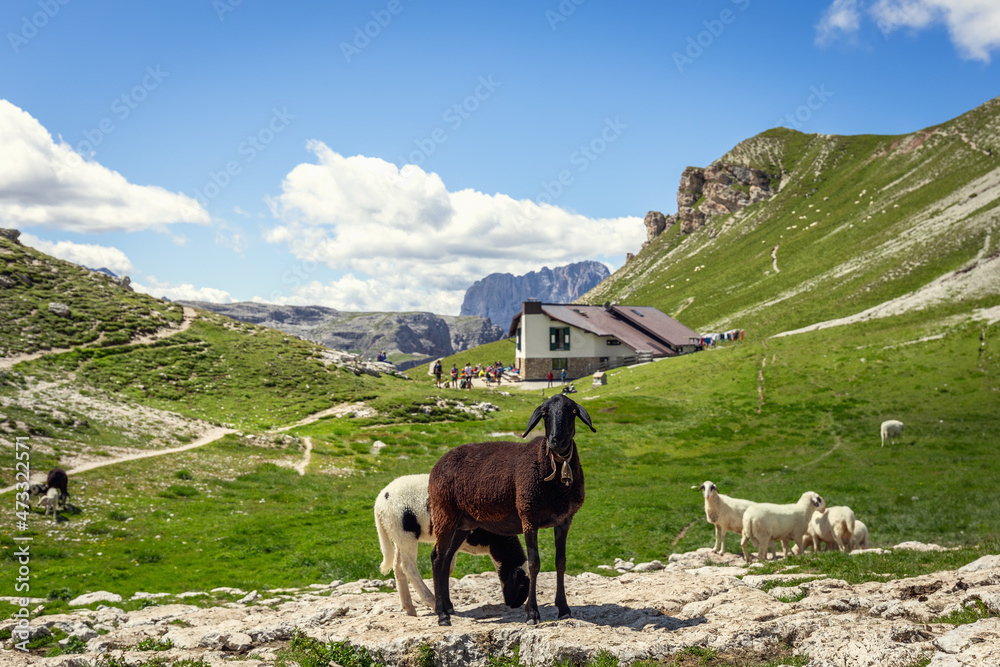 Naklejka premium Curious sheep on a pasture in the Italian Dolomites next to the Alpine refuge