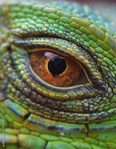 ojo de iguana , parque jurasico photo