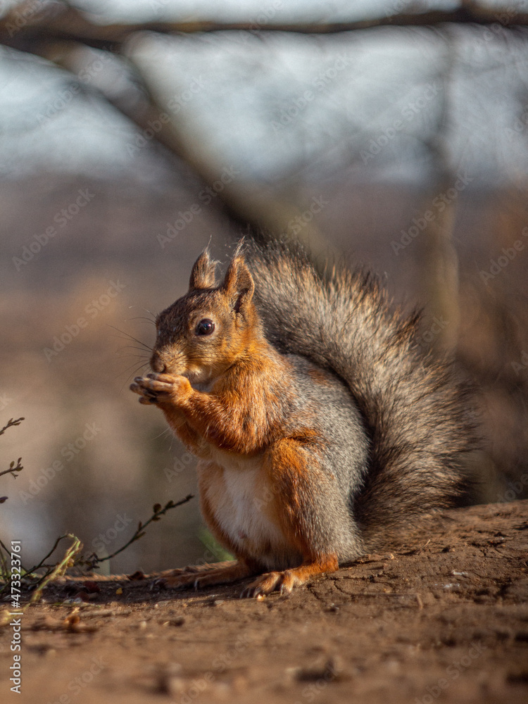 Fototapeta premium squirrel in the park