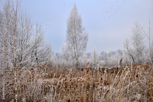 A field and a tall tree on the horizon covered with frost.