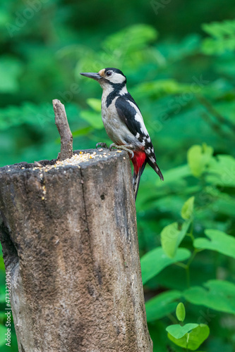 spotted woodpecker