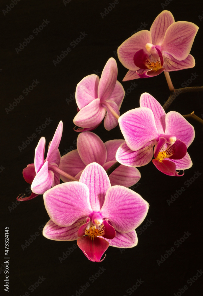 Branch with flower of the orchids on black background Branch with flower of the orchids on black background