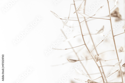 Triangle shape dry beige light brown elegant flowers with white blur bokeh background and place for text macro
