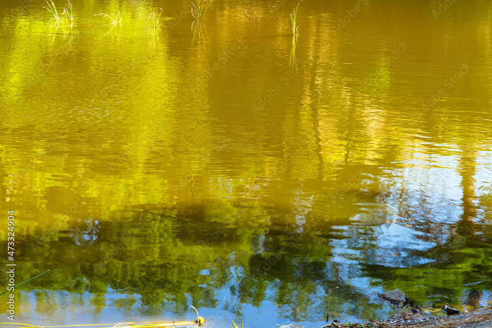 Reflections of plants in the lake in autumn Reflections of plants in the lake in autumn