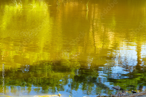 Reflections of plants in the lake in autumn