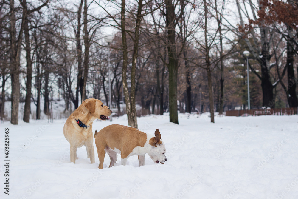 Winter wonderland. Dogs playing at snow Winter wonderland. Dogs playing at snow