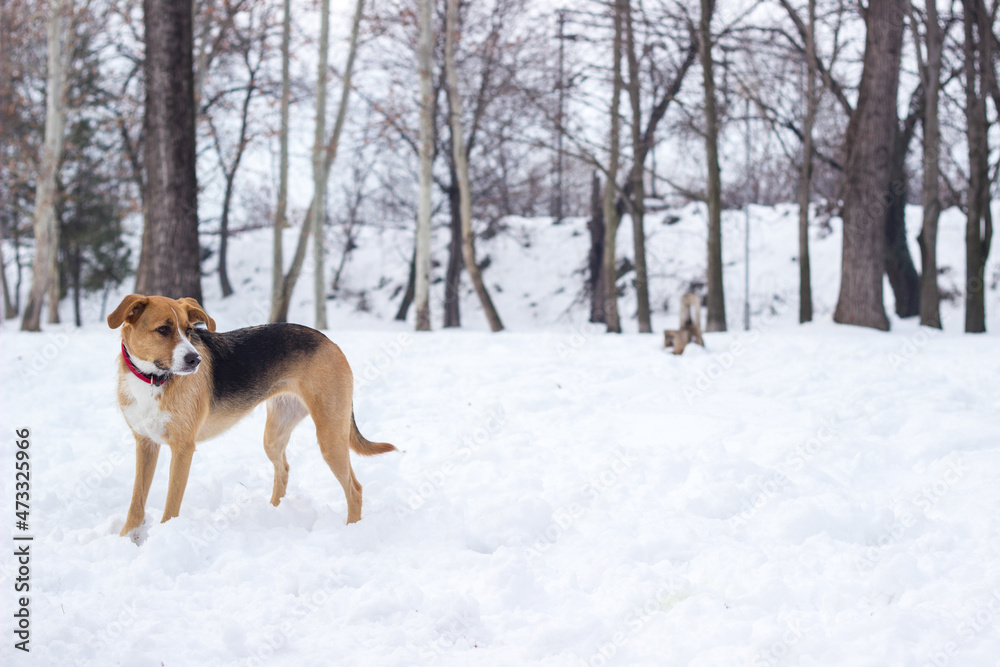 Portrait of cute dog in freezy winter time 