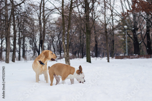 Fototapeta Naklejka Na Ścianę i Meble -  Winter wonderland. Dogs playing at snow 