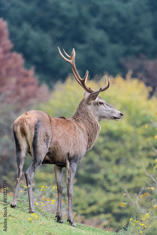 Obraz premium Fine art portrait of deer male with autumn colors on background (Cervus elaphus)