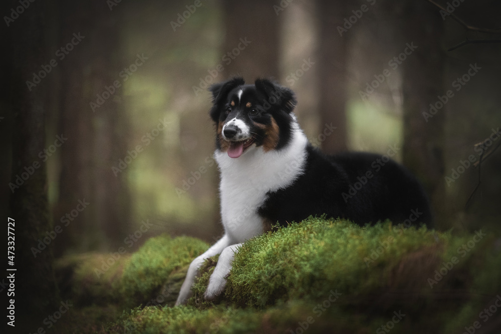 A cute tricolor Australian Shepherd dog lying on a fallen tree overgrown with moss against the backdrop of an autumn landscape and a coniferous forest. The mouth is open. Looking away