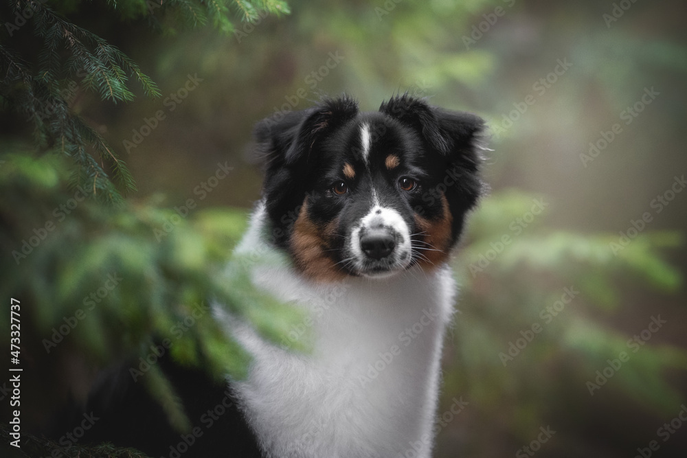 A cute tricolor Australian Shepherd dog among green spruce branches against the backdrop of an autumn landscape and a coniferous forest. Close-up portrait. Looking into the camera