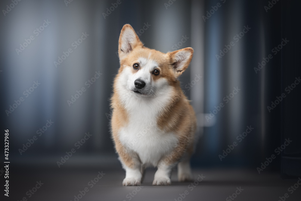 A cute red welsh corgi pembroke dog standing on a gray tile against the backdrop of a blue cityscape. Light reflections in glass. Looking into the camera