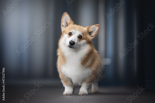 A cute red welsh corgi pembroke dog standing on a gray tile against the backdrop of a blue cityscape. Light reflections in glass. Looking into the camera