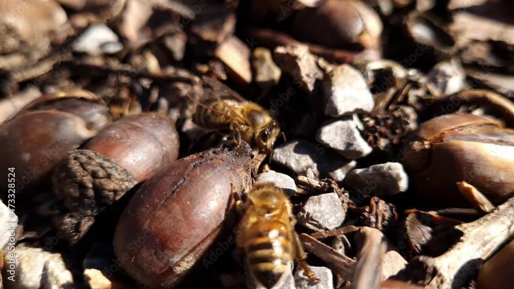 Bienen - Makro Bienen - Makro