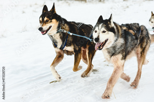 Leader of pack sled Husky dogs happy to run by snow path