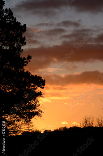 Trees Silhouetted against yellow and orange skies of a winter sunset .