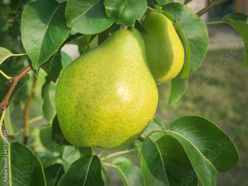 one ripe green pear on a tree