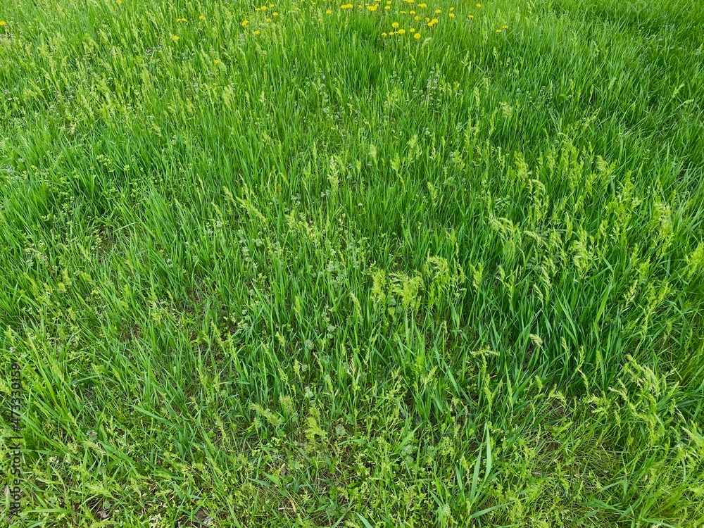 Obraz premium green grass background