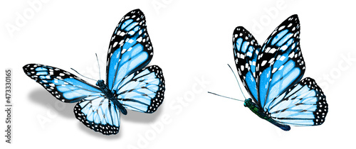 Wallpaper Mural Color monarch butterflies, isolated on the white background Torontodigital.ca