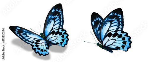 Color monarch butterflies, isolated on the white background