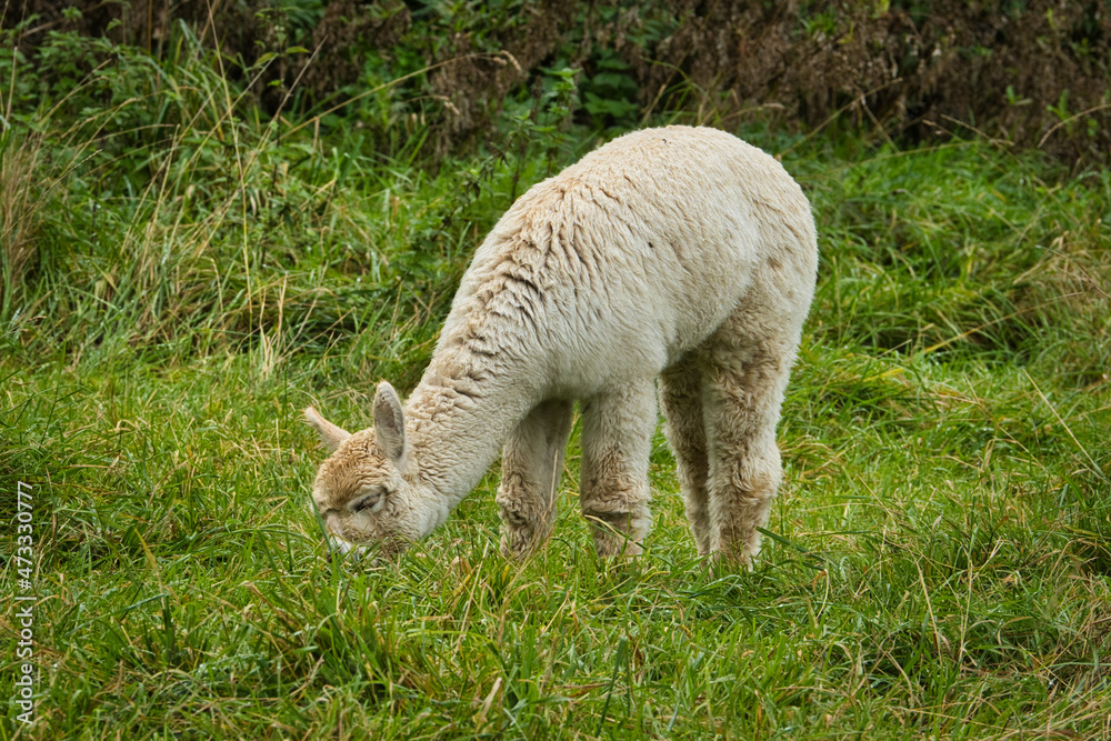 Obraz premium Alpaka beim Grasen