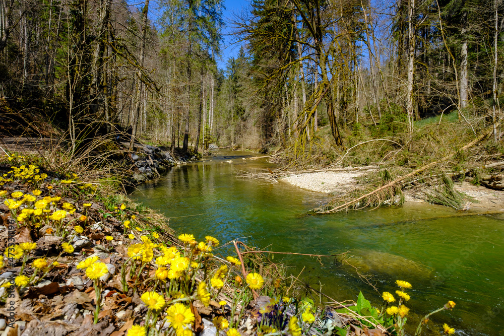 Flowering plants by Obere Argen river at Swabia, Bavaria, Germany Flowering plants by Obere Argen river at Swabia, Bavaria, Germany