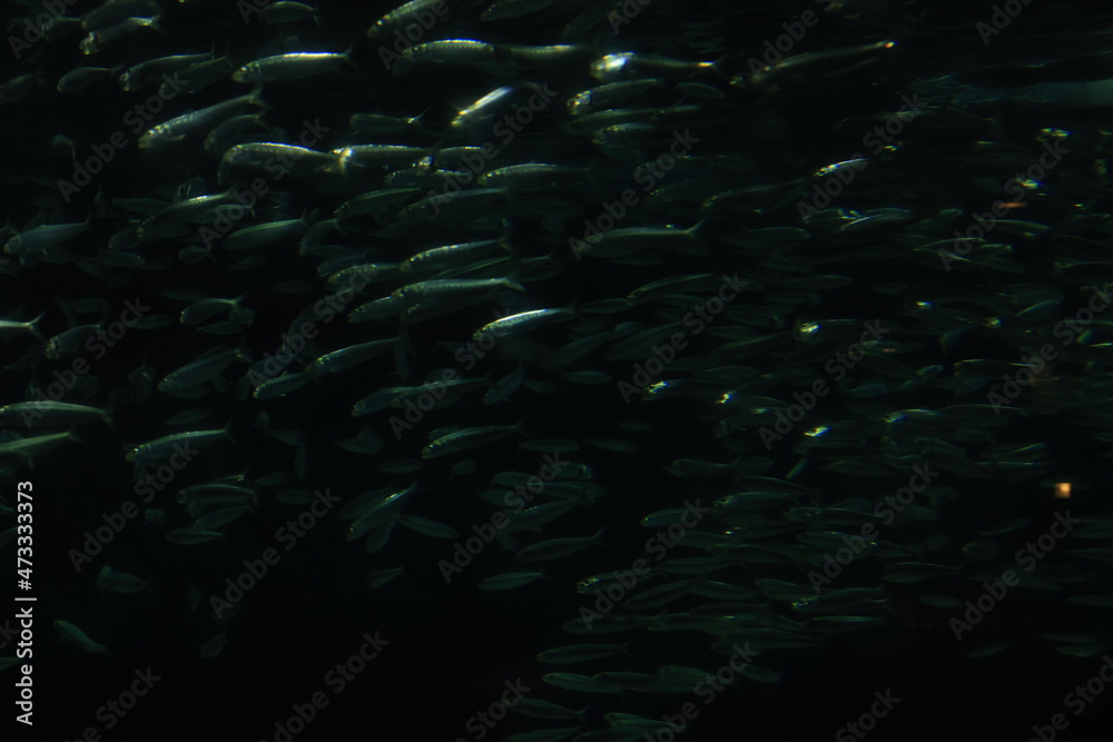 Obraz premium 水中の魚