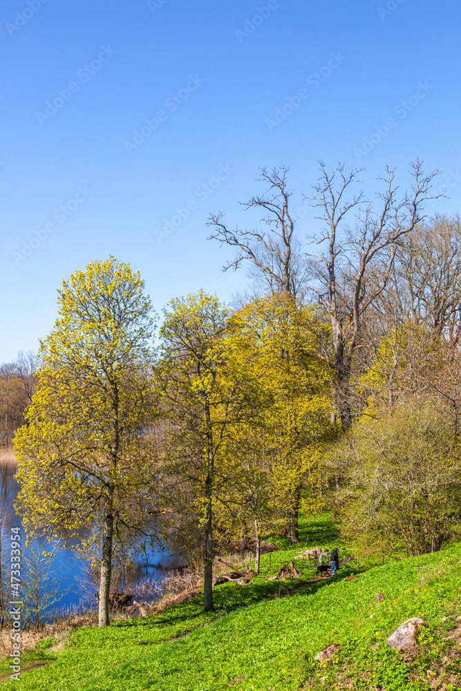 Lush forest in the spring at a lake