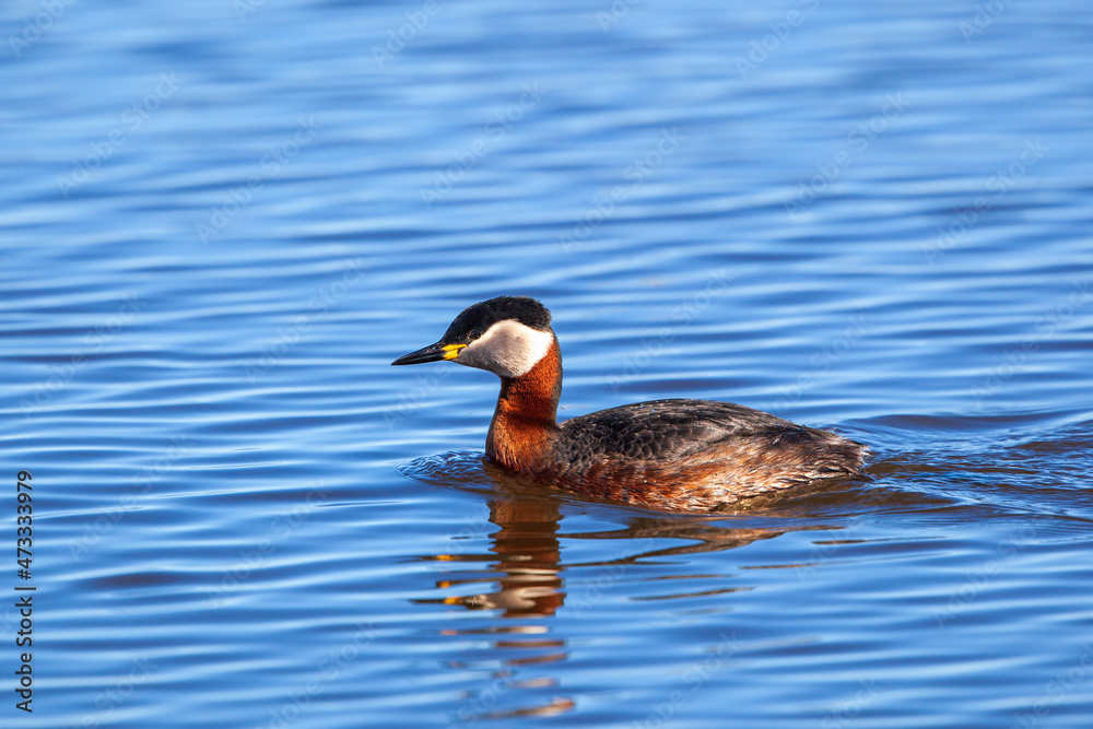 Fototapeta premium Beautiful Red necked grebe swimming in a lake