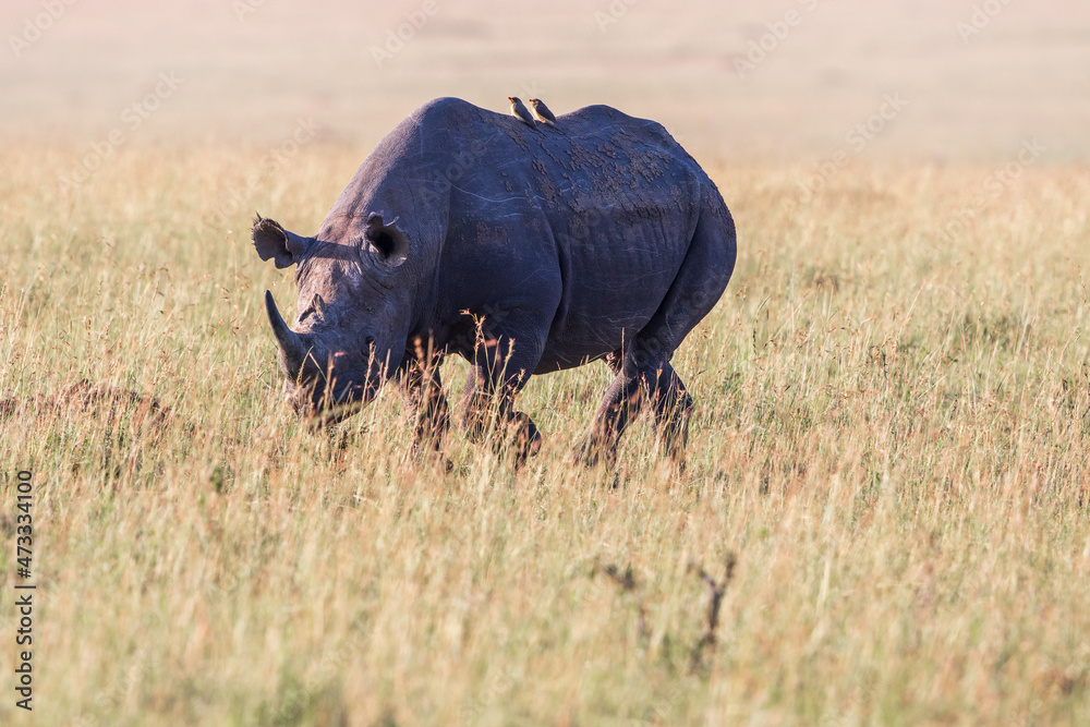 Black Rhino walking on the grass savanna in Africa Black Rhino walking on the grass savanna in Africa