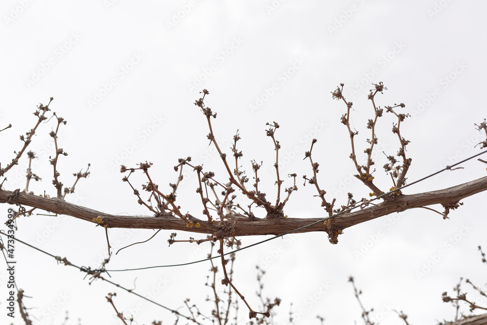 Silhouette of the plant grapes dry stems without leaves with berries in the background of the sky. Graphic background isolates with fragments of the liana plant horizontally. Dry vine branches. 