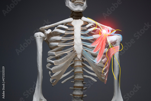 Shoulder bone pain and nerv, human body anatomy illustration