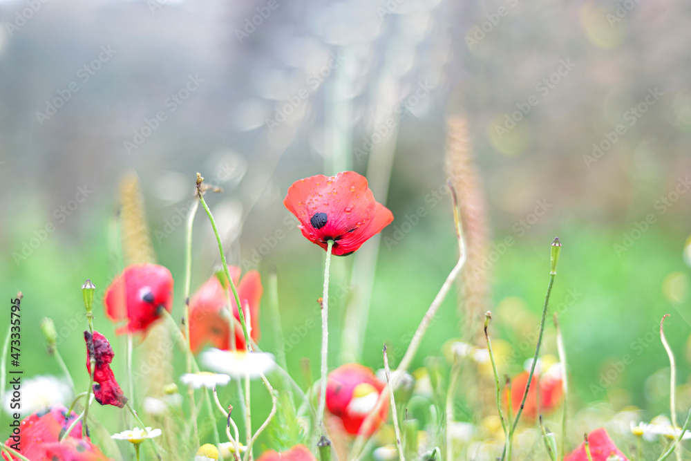 Obraz premium Wild red poppies and camomile on the green field. Bright flower blossom in June. flowering opium poppy field, weeded with red poppies. Wildflower meadow with poppies, cornflowers and daisies