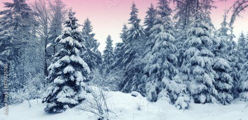 Snowfall in Germany winter forest and fir trees .
