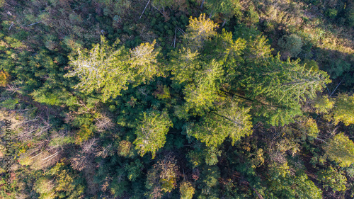 Pine tree forest in South Germany seen from above aerial view