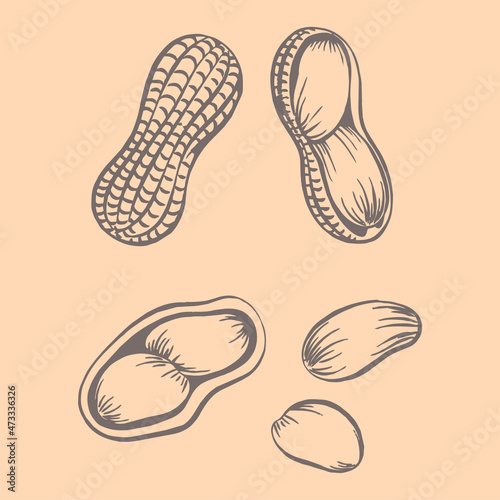 Peanuts Drawing, Vector hand drawn Peanut nut for template label, Retro sketch style. illustration, Background.