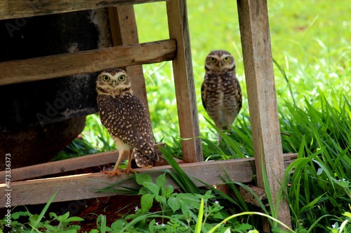 ave corujá caburé - glaucidium brasilianum photo