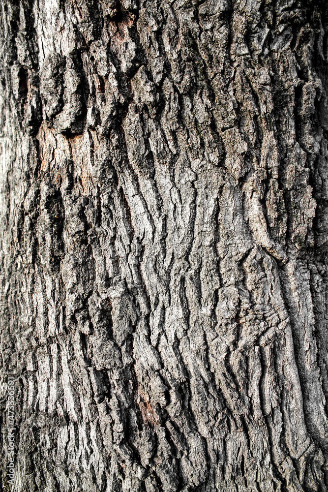Tree bark texture with natural seamless pattern. Tree bark texture with natural seamless pattern.